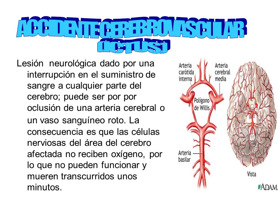 Suministro de sangre a la anatomía del cerebro